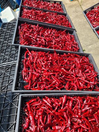 노고단님의 고추 · 저장•가공 작성글 사진