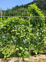 팜모닝 8월 내 작물 자랑하기·참여글 게시글 이미지