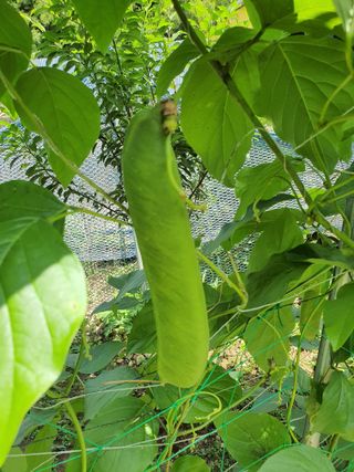 행복하게~님의 8월 내 작물 자랑하기 · 참여글 작성글 사진