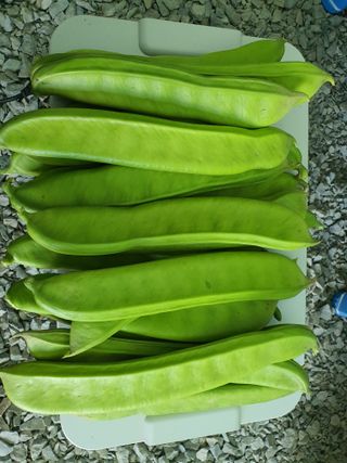 행복하게~님의 8월 내 작물 자랑하기 · 참여글 작성글 사진