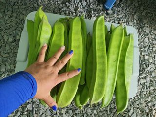 행복하게~님의 8월 내 작물 자랑하기 · 참여글 작성글 사진