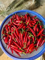 팜모닝 8월 내 작물 자랑하기·참여글 게시글 이미지