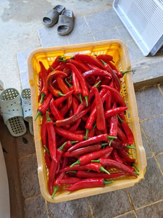 유전아지매님의 포도 · 자유게시판 작성글 사진