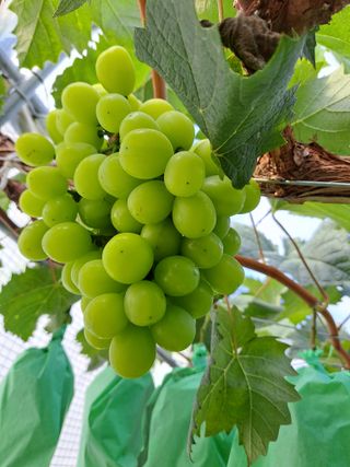 유전아지매님의 포도 · 자유게시판 작성글 사진