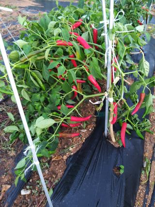 초보 농부님의 자유주제 · 자유게시판 작성글 사진