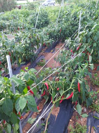 초보 농부님의 자유주제 · 자유게시판 작성글 사진