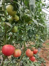 팜모닝 8월 내 작물 자랑하기·참여글 게시글 이미지