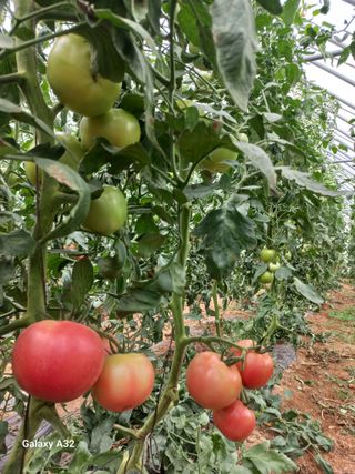 낙동농장님의 8월 내 작물 자랑하기 · 참여글 작성글 사진