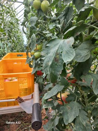 낙동농장님의 8월 내 작물 자랑하기 · 참여글 작성글 사진