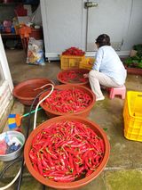 팜모닝 자유주제·자유게시판 게시글 이미지