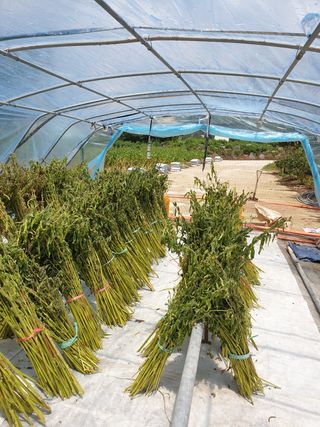 양파5749님의 참깨 · 자유게시판 작성글 사진