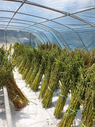 양파5749님의 참깨 · 자유게시판 작성글 사진