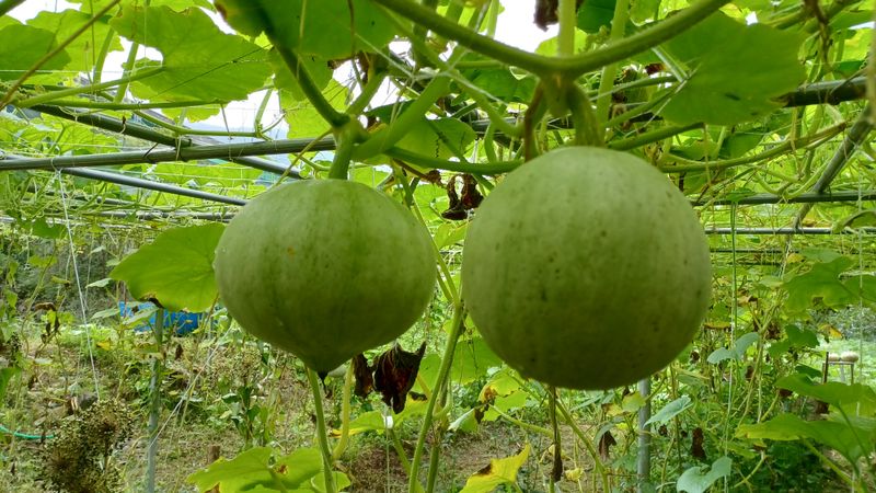 산성골농장님의 장터 판매 상품 [토종단호박1k] 첨부 사진