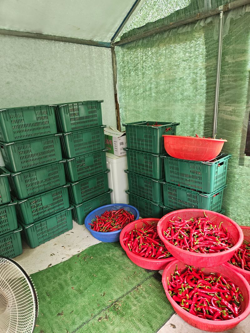 장터 상품 [건고추] 썸네일