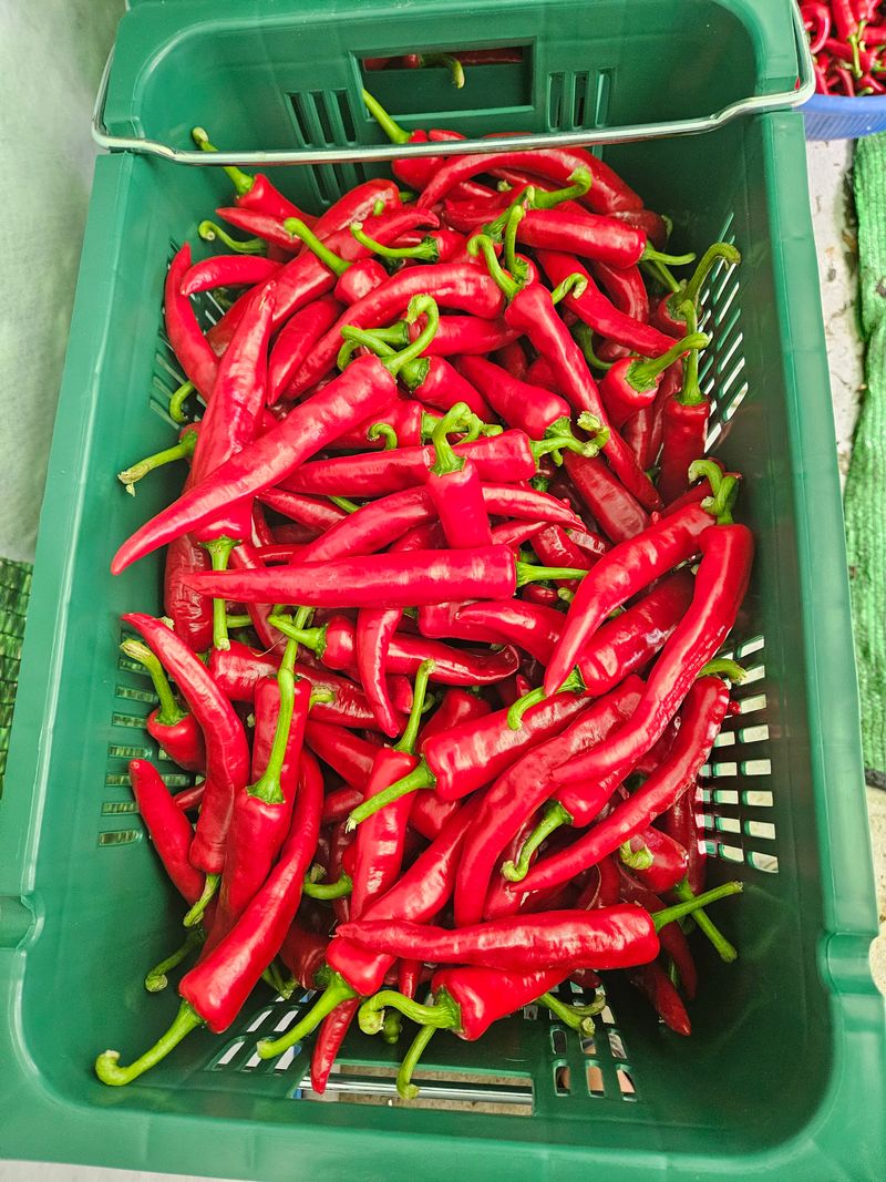 정은이아빠님의 장터 판매 상품 [건고추] 첨부 사진