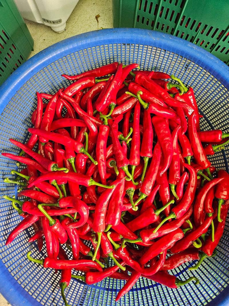 정은이아빠님의 장터 판매 상품 [건고추] 첨부 사진