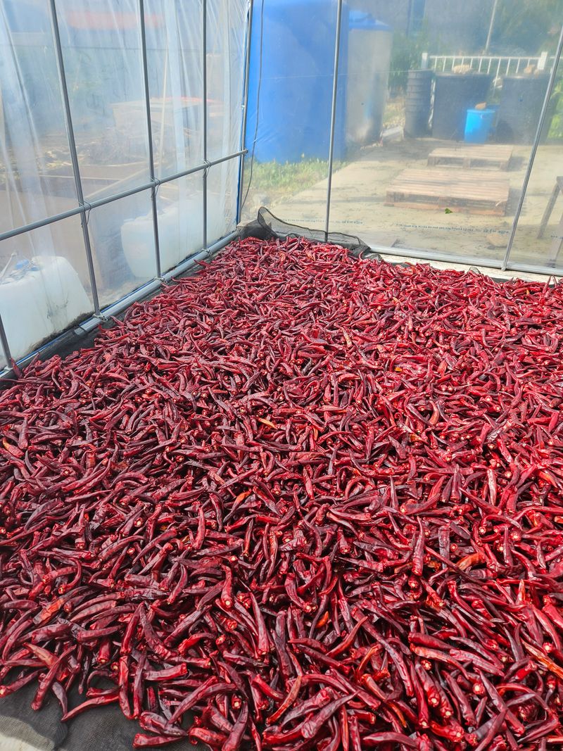 정은이아빠님의 장터 판매 상품 [건고추] 첨부 사진