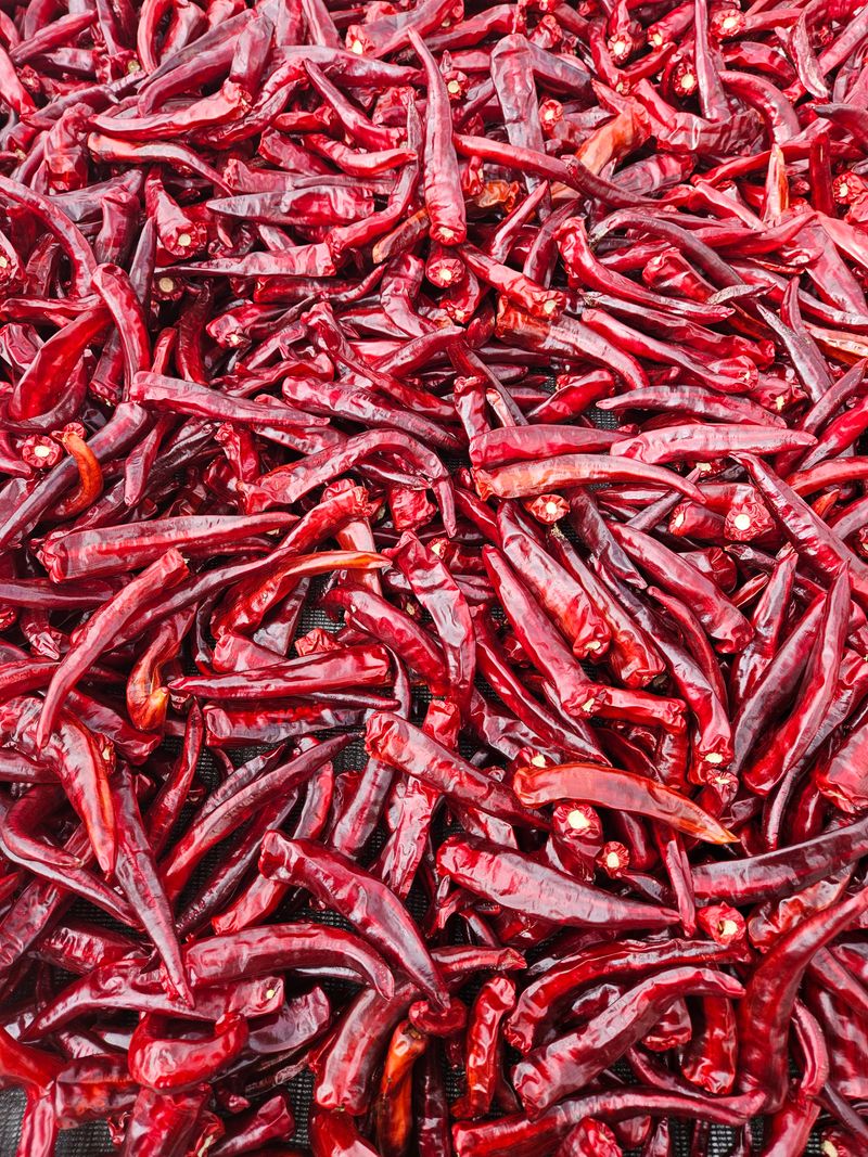 정은이아빠님의 장터 판매 상품 [건고추] 첨부 사진