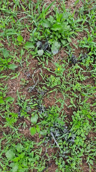 나무사랑님의 기타작물 · 병해충상담 작성글 사진