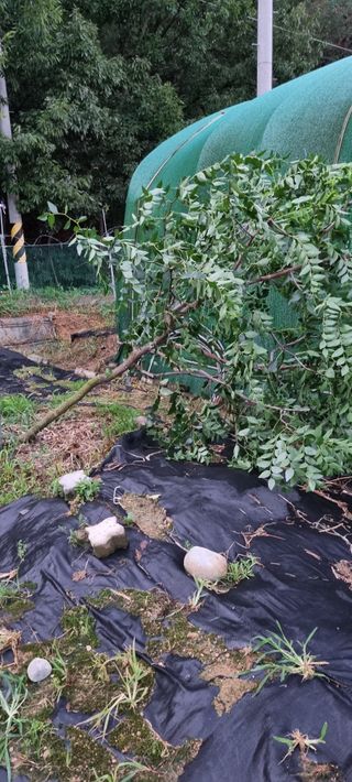 윤섭님의 기타작물 · 자유게시판 작성글 사진