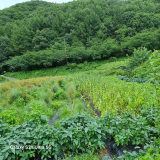 가야산자락한수덕님의 태풍 정보 공유해요 · 참여글 작성글 사진