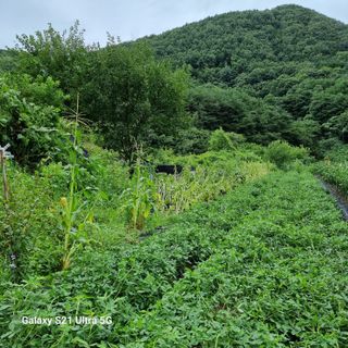 가야산자락한수덕님의 태풍 정보 공유해요 · 참여글 작성글 사진