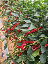 팜모닝 고추·수확 게시글 이미지