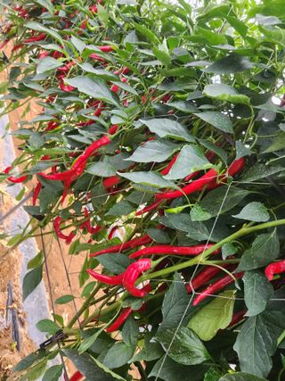 조원구(햇빛촌농장)님의 고추 · 수확 작성글 사진