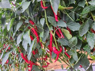 조원구(햇빛촌농장)님의 고추 · 수확 작성글 사진