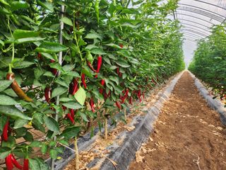 조원구(햇빛촌농장)님의 고추 · 수확 작성글 사진