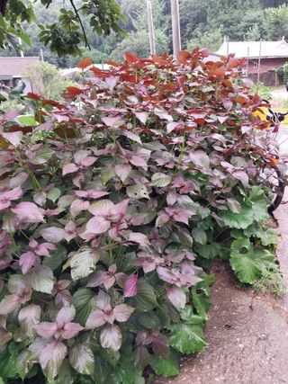 유영동님의 8월 내 작물 자랑하기 · 참여글 작성글 사진