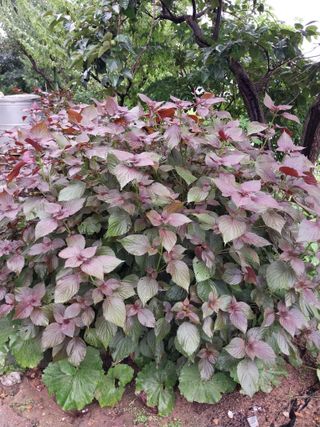 유영동님의 8월 내 작물 자랑하기 · 참여글 작성글 사진