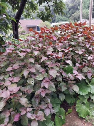 유영동님의 8월 내 작물 자랑하기 · 참여글 작성글 사진