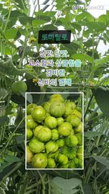 팜모닝 8월 내 작물 자랑하기·참여글 게시글 이미지