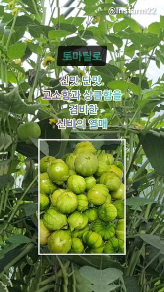 김지연님의 8월 내 작물 자랑하기 · 참여글 작성글 사진