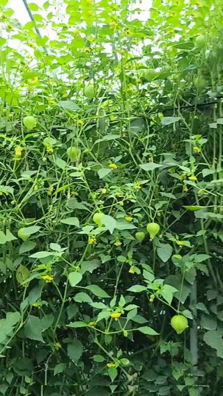 김지연님의 8월 내 작물 자랑하기 · 참여글 작성글 사진