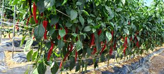 곽순영 님의 8월 내 작물 자랑하기 · 참여글 작성글 사진