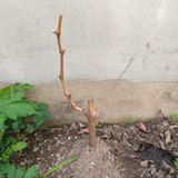 팜모닝 포도·병해충상담 게시글 이미지