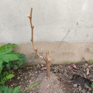 진우님의 포도 · 병해충상담 작성글 사진