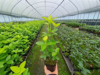 강진묘목농원님의 8월 내 작물 자랑하기 · 참여글 작성글 사진