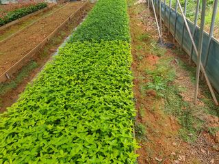 강진묘목농원님의 8월 내 작물 자랑하기 · 참여글 작성글 사진