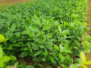 강진묘목농원님의 8월 내 작물 자랑하기 · 참여글 작성글 사진