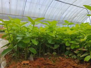 강진묘목농원님의 8월 내 작물 자랑하기 · 참여글 작성글 사진