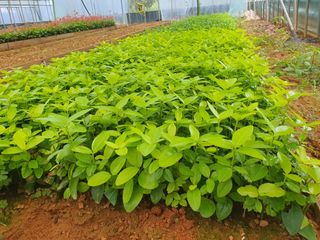 강진묘목농원님의 8월 내 작물 자랑하기 · 참여글 작성글 사진