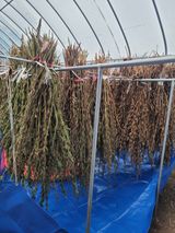 팜모닝 참깨·자유게시판 게시글 이미지