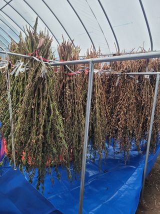 김유숙님의 참깨 · 자유게시판 작성글 사진