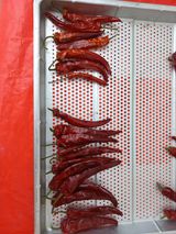 팜모닝 고추·수확 게시글 이미지