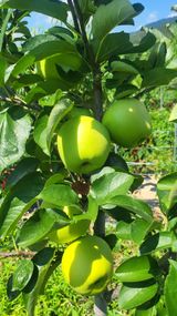 팜모닝 사과·품종•종자 게시글 이미지