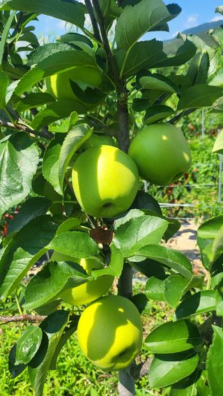 방촌대장님의 사과 · 품종•종자 작성글 사진