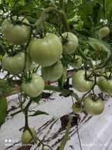 팜모닝 토마토·일상 게시글 이미지